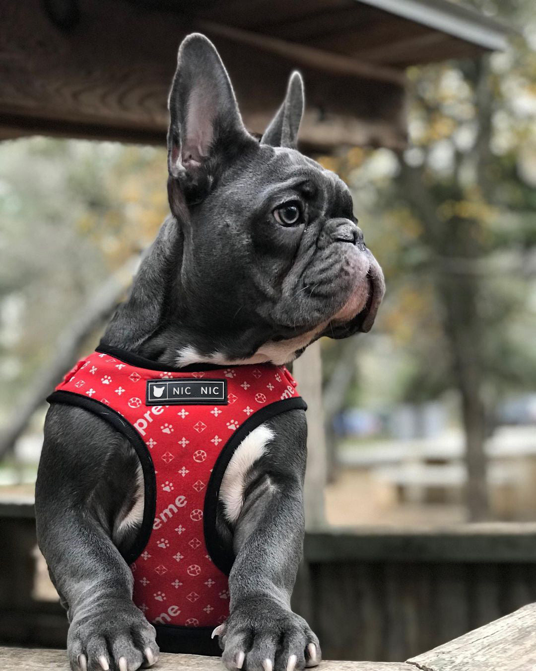Petzaroo Breathable Mesh Leash & Chest Harness!