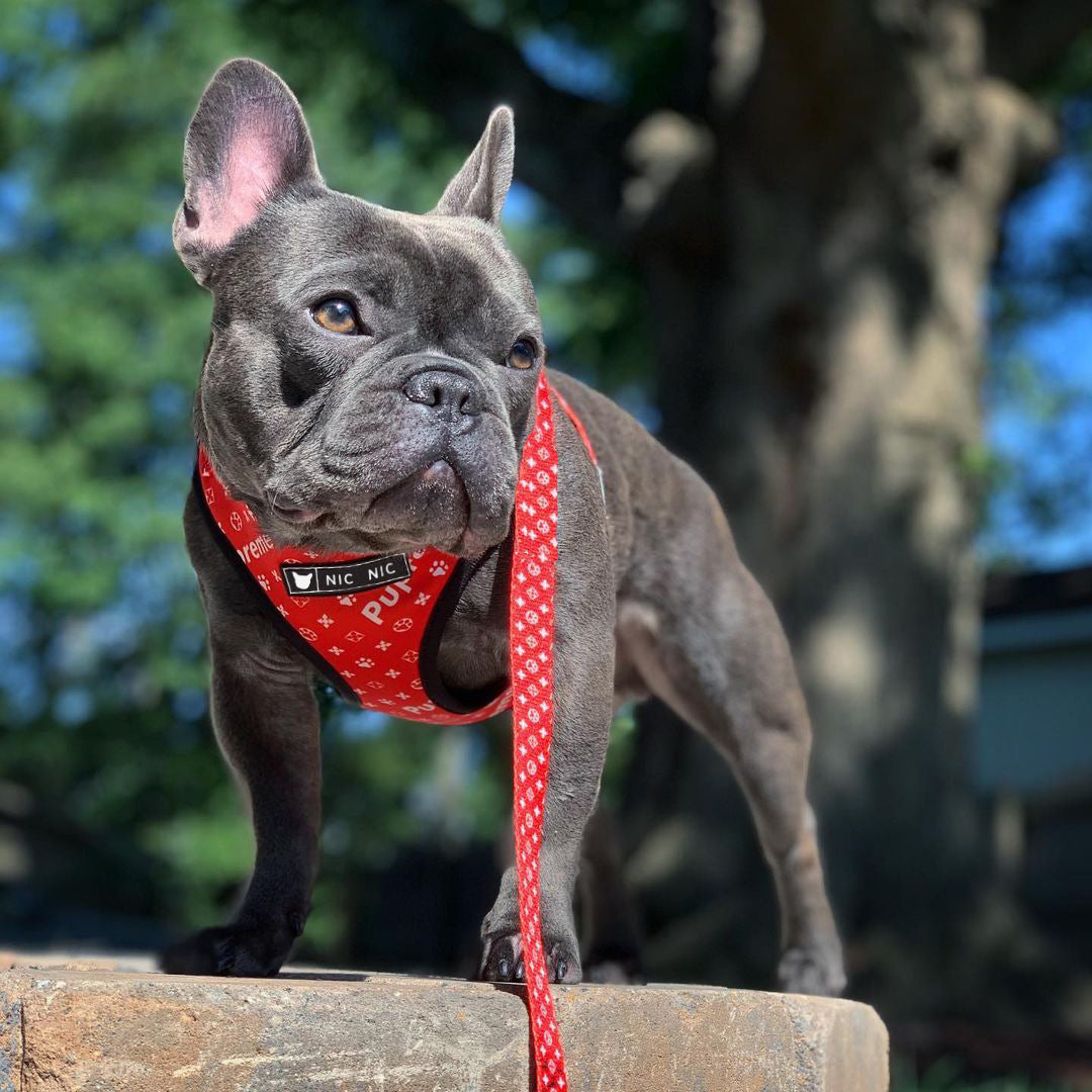 Petzaroo Breathable Mesh Leash &amp; Chest Harness!