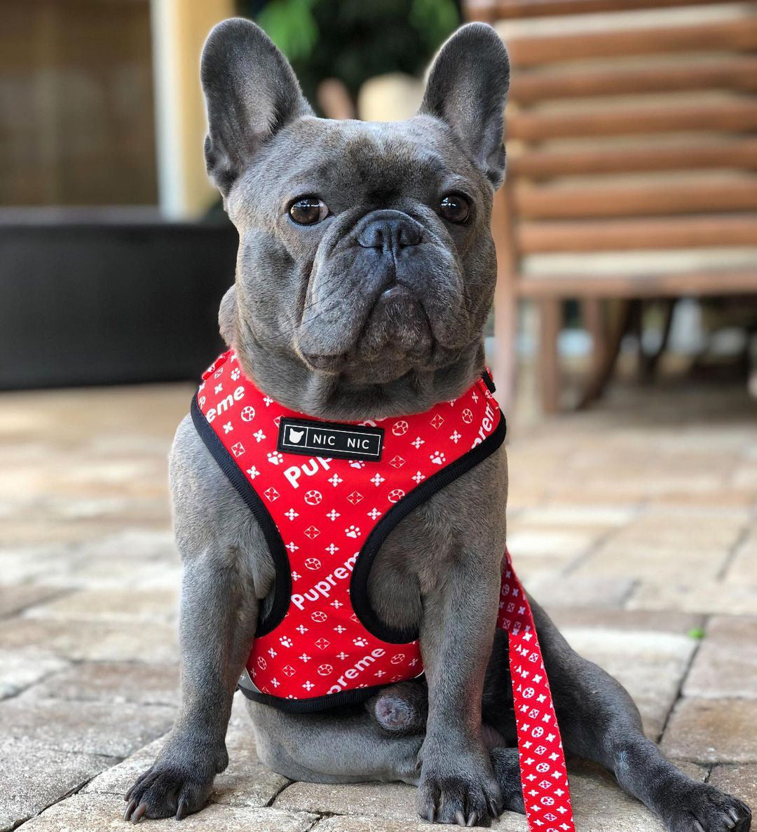 Petzaroo Breathable Mesh Leash &amp; Chest Harness!