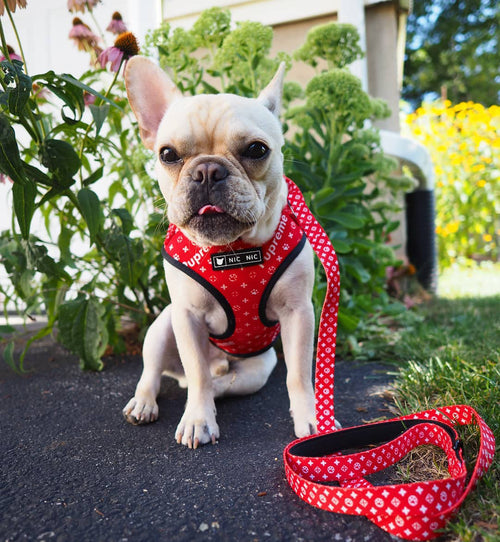 A dog wearing a red breathable mesh chest harness and leash combination.

