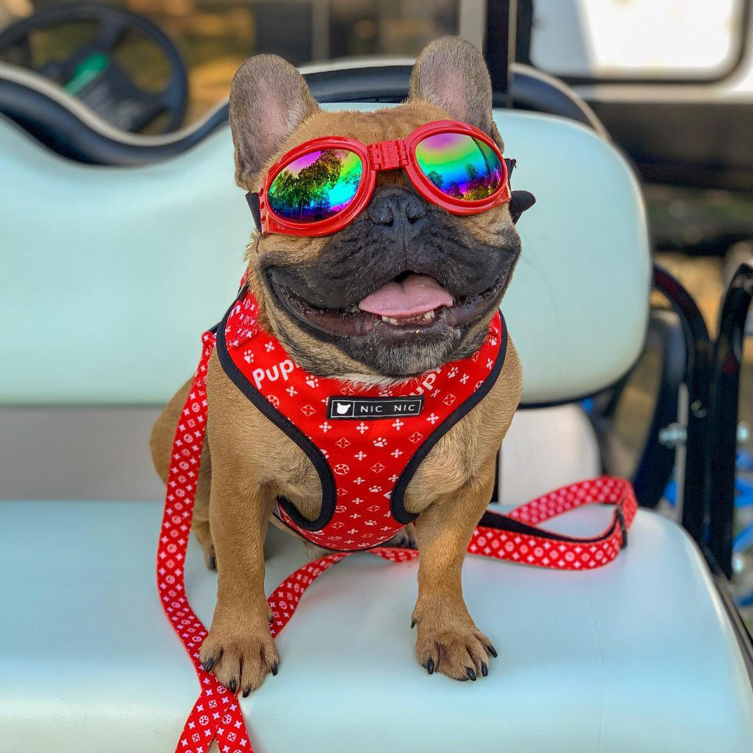 Petzaroo Breathable Mesh Leash &amp; Chest Harness!